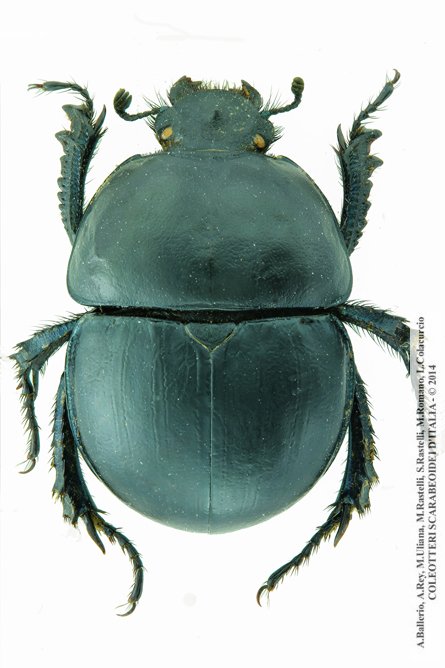 Jekelius intermedius, maschio